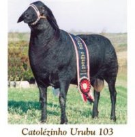 catolezinho-urubu