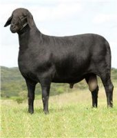 mangara-t-e