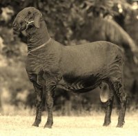 sim-fiv-ator